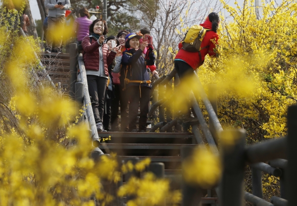 31일 서울 성동구 응봉산 개나리 축제를 찾은 시민들이 봄 나들이를 즐기고 있다. 【사진제공 = 뉴시스】