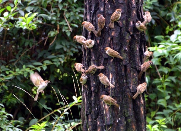 가랑비가 내리는 28일 오전 경기 성남시 분당구 이매동 운중천 주변 숲에서 참새들이 소나무에 앉아 놀고 있다.                        【사진제공=뉴시스】