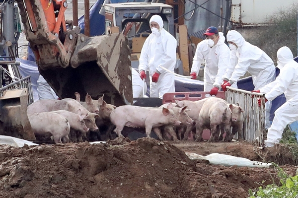 아프리카돼지열병(ASF) 양성판정이 내려진 인천시 강화군 붙은면 소재 한 돼지농장에서 26일 오전 방역당국 관계자들이 돼지를 구덩이에 밀어 넣고 있다.
