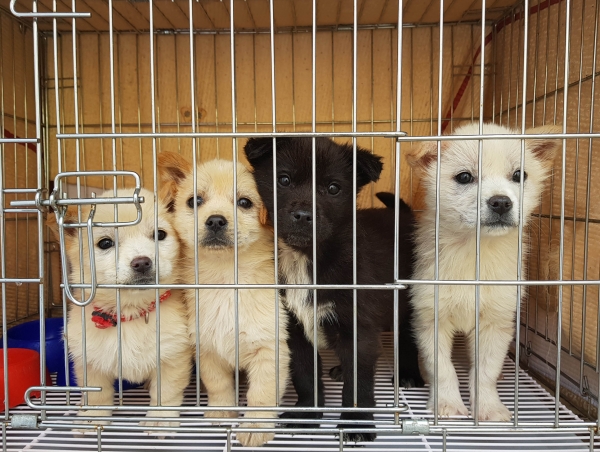 동물보호센터에 구조된 강아지들 (사진=용인시제공)