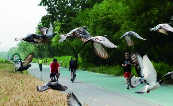 초여름 날씨를 보인 7일 오전 경기 성남시 수정구 태평동 탄천 둔치에서 비둘기들이 밀밭에서 노닐다가 인기척에 놀라 자전거 애호가들 위로 날고 있다.