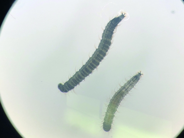 검체사진 나방파리류(파리목) 유충 2개체